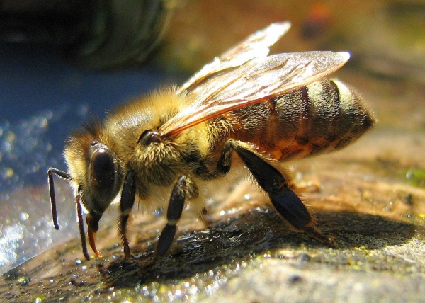 Uwaga pszczelarze